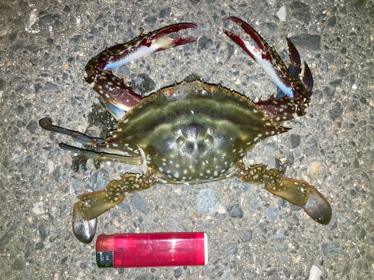 カニ