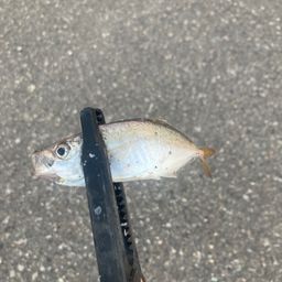 アジ