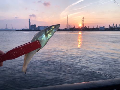 キスの釣果