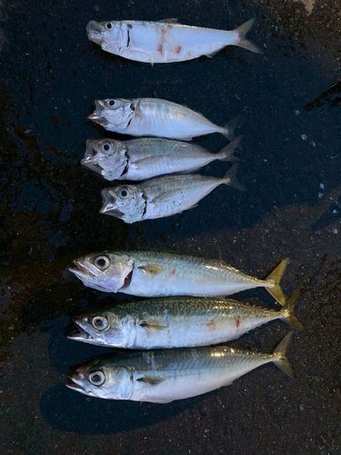 アジの釣果