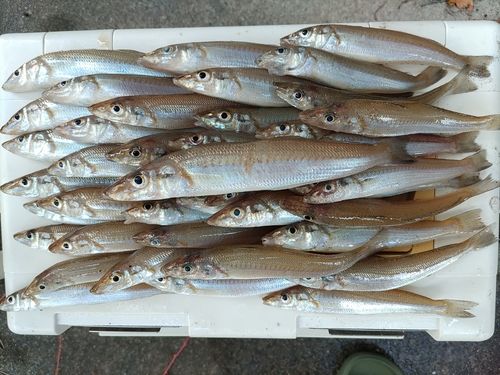 シロギスの釣果