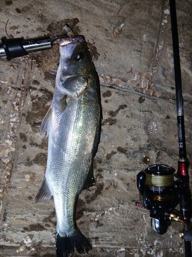 フッコ（マルスズキ）の釣果