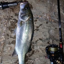 フッコ（マルスズキ）