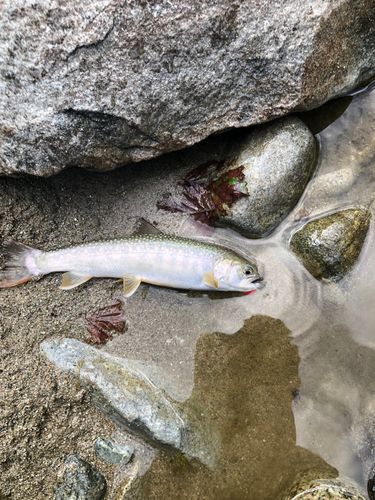 イワナの釣果