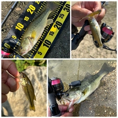 ブラックバスの釣果