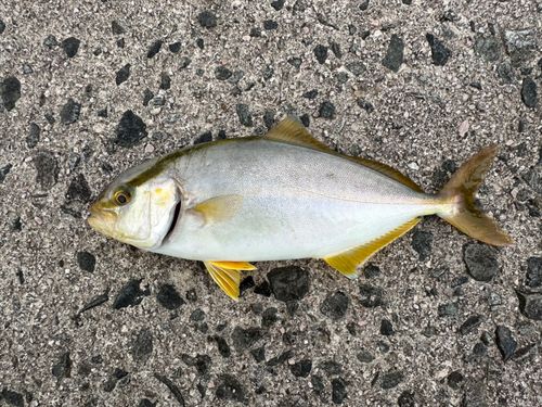 ショゴの釣果