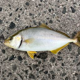 ショゴ