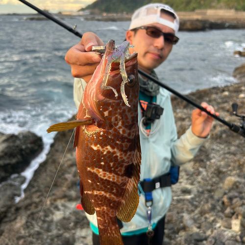 キジハタの釣果