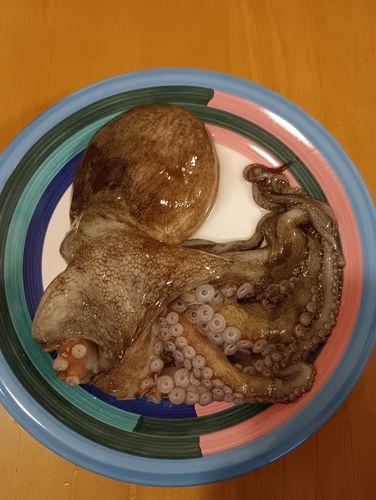 タコの釣果