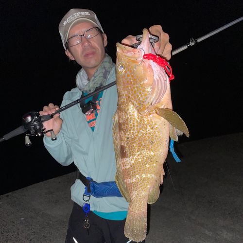 キジハタの釣果