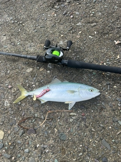 フクラギの釣果
