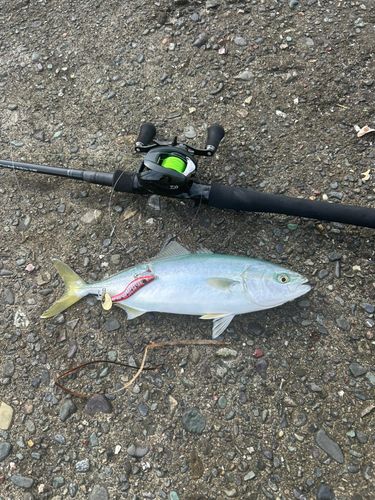 フクラギの釣果