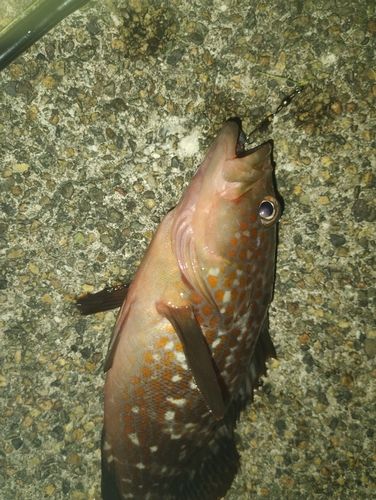 キジハタの釣果