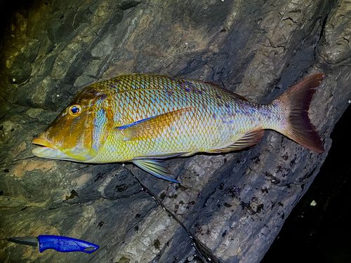 ハマフエフキの釣果
