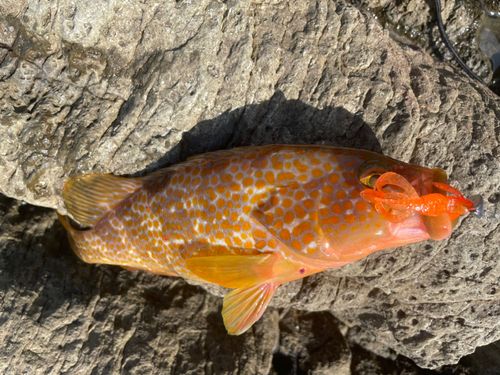キジハタの釣果