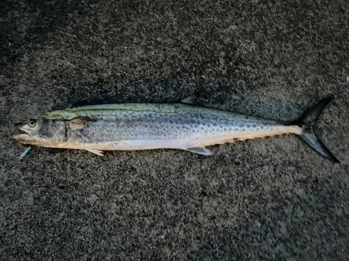 サワラの釣果