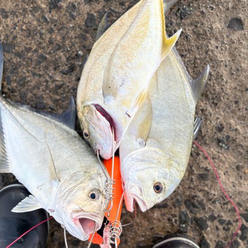 メッキの釣果