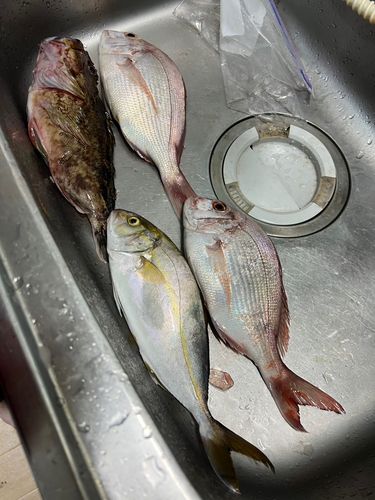 ショゴの釣果