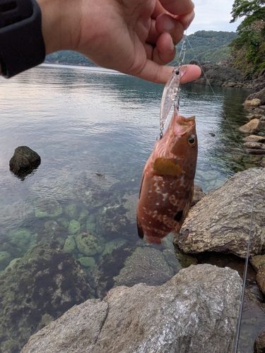 キジハタの釣果