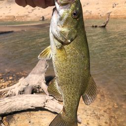 スモールマウスバス