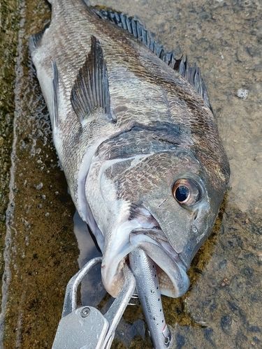 チヌの釣果