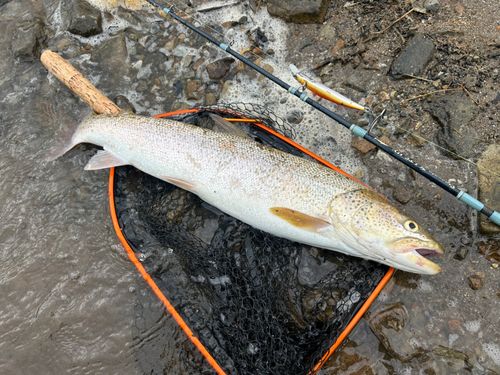イトウの釣果