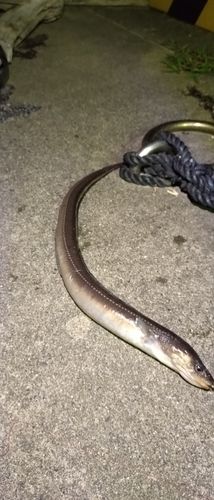 アナゴの釣果