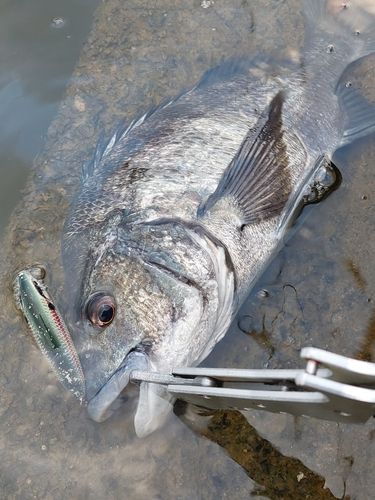 チヌの釣果