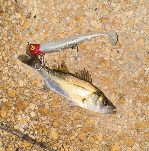 釣果