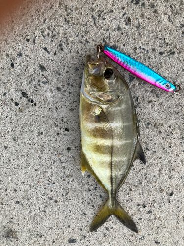 メッキの釣果