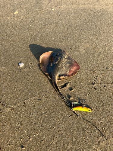 エイの釣果