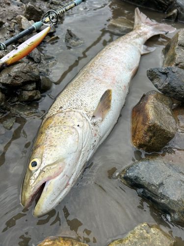 イトウの釣果