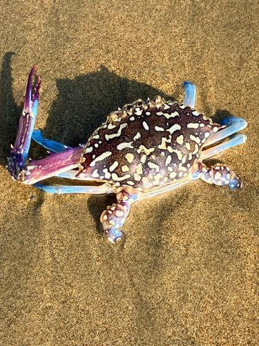 カニの釣果