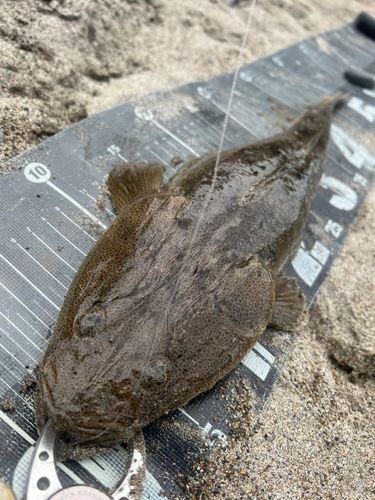 マゴチの釣果