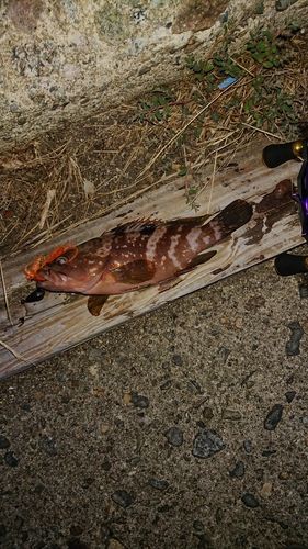 キジハタの釣果