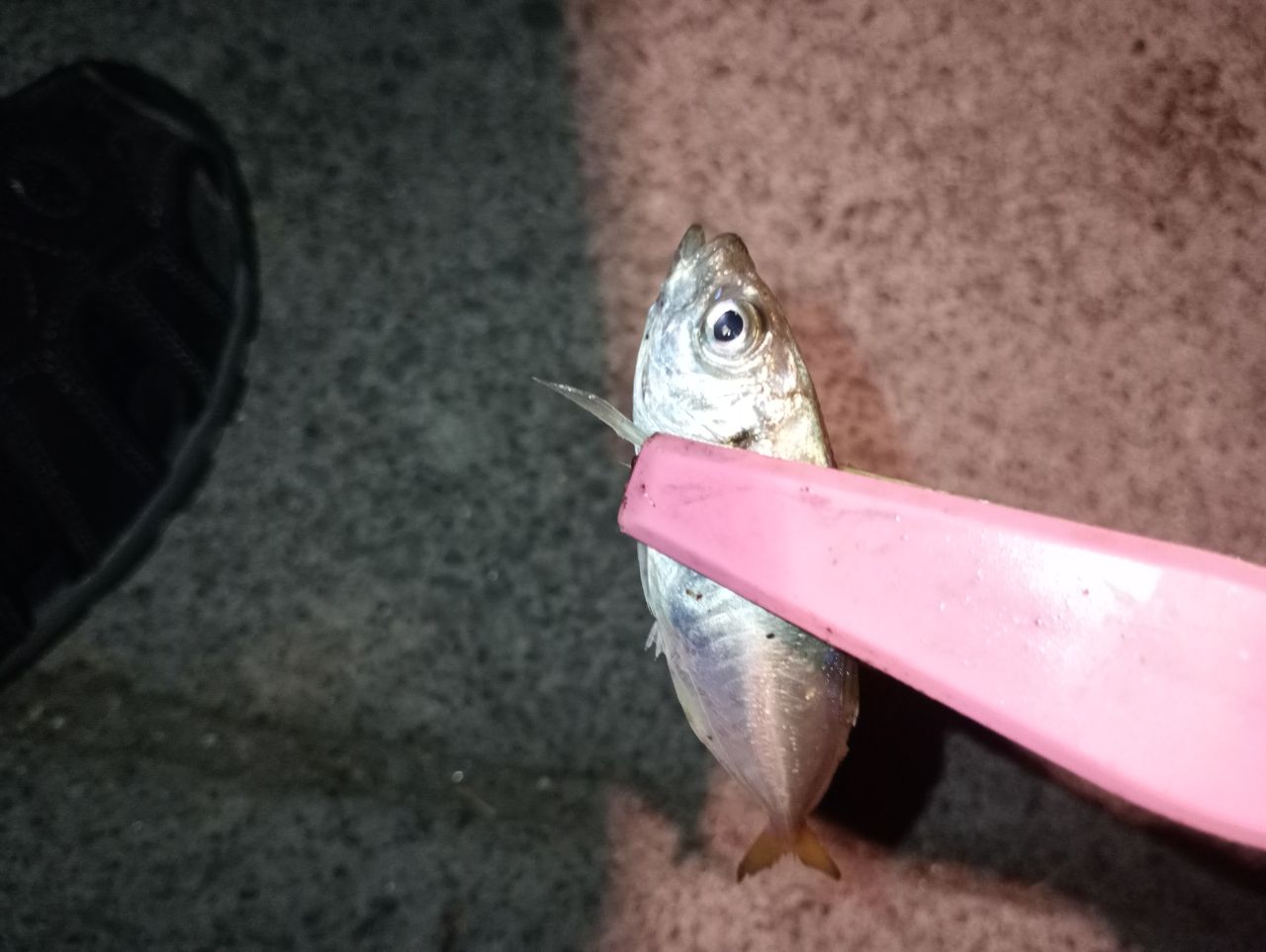 アジ