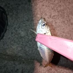 アジ
