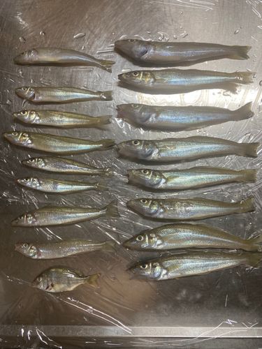 キスの釣果