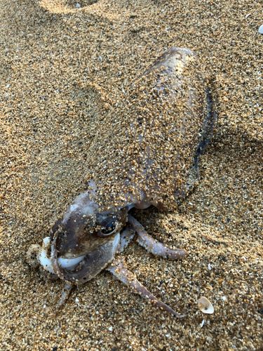 コウイカの釣果