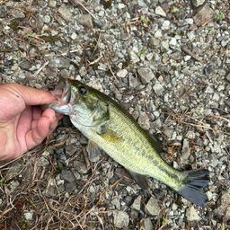 ラージマウスバス