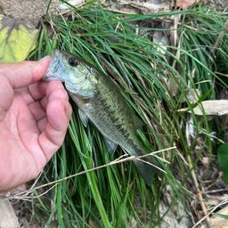 ラージマウスバス