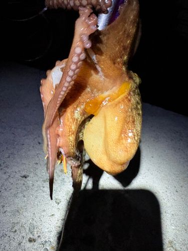 タコの釣果