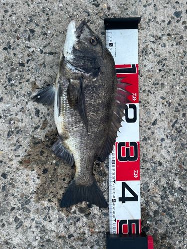 チヌの釣果