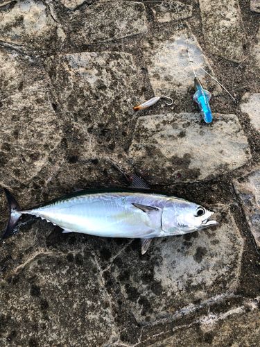 ヒラソウダの釣果