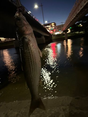 ボラの釣果