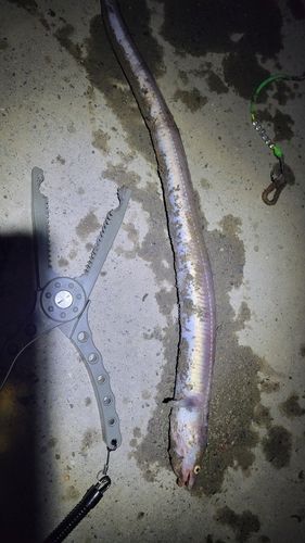ハモの釣果