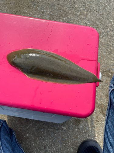 シタビラメの釣果