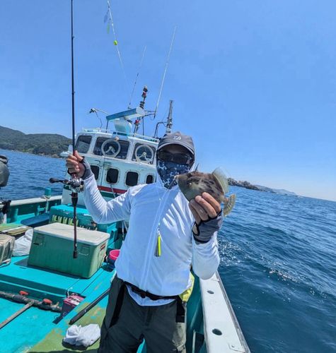 カワハギの釣果
