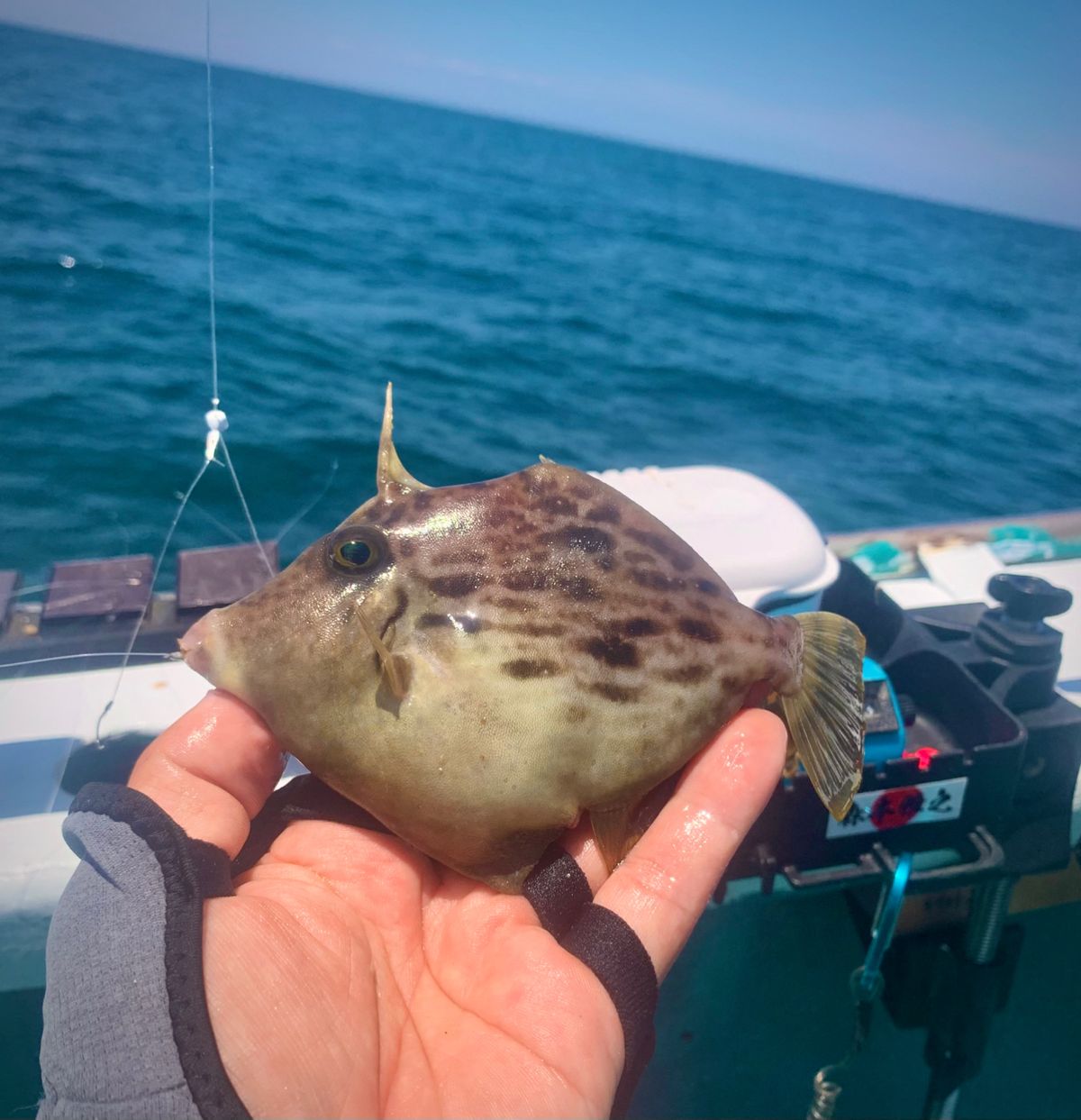 和歌山のもりもっちゃんさんの釣果 2枚目の画像