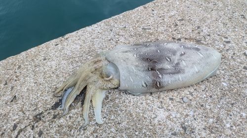 コウイカの釣果